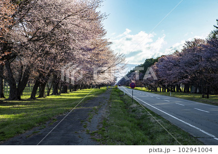 絶景桜ロード 絶景桜ロード 102941004