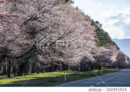 絶景桜ロード 絶景桜ロード 102941010