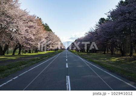 絶景桜ロード 102941012