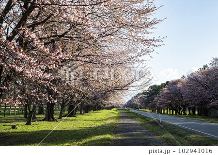絶景桜ロード 絶景桜ロード 102941016