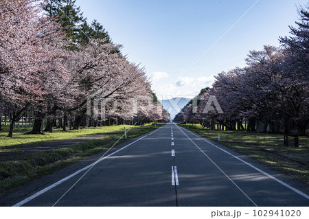 絶景桜ロード 102941020