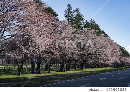 絶景桜ロード 絶景桜ロード 102941021
