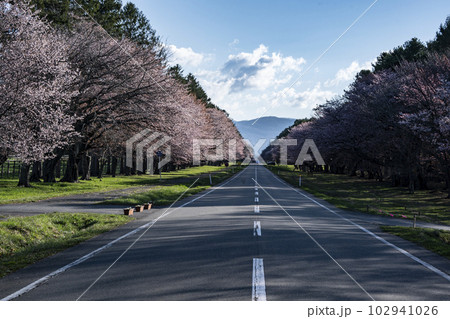 絶景桜ロード 102941026