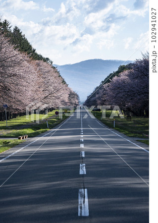 絶景桜ロード 102941027