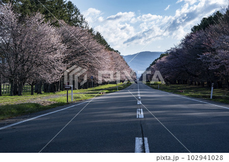 絶景桜ロード 102941028