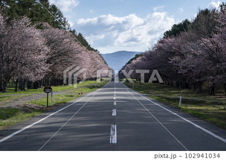 絶景桜ロード 102941034