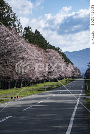 絶景桜ロード 絶景桜ロード 102941035