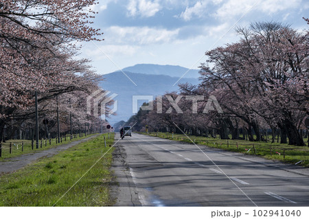 絶景桜ロード 102941040