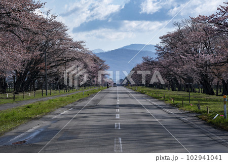 絶景桜ロード 102941041