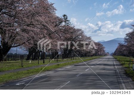 絶景桜ロード 102941043