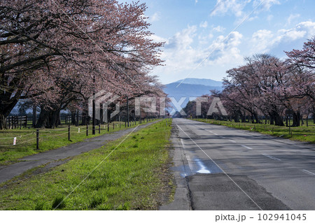 絶景桜ロード 102941045