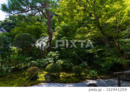 京都嵯峨嵐山の夏　緑豊かな二尊院 102941209