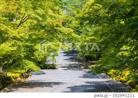 京都嵯峨嵐山の夏　緑豊かな二尊院　紅葉の馬場 102941211