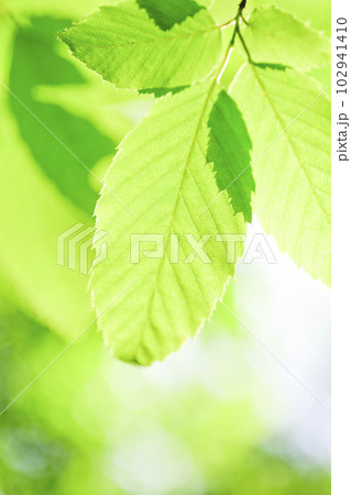 エコイメージの明るい緑の葉 エコイメージの明るい緑の葉 102941410