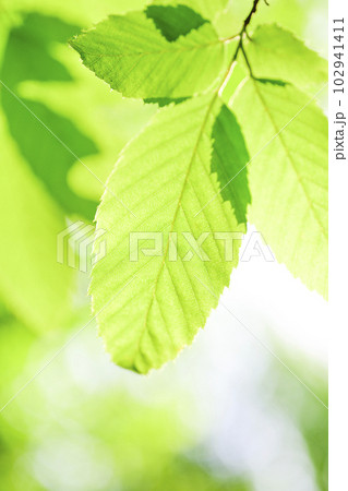 エコイメージの明るい緑の葉 エコイメージの明るい緑の葉 102941411