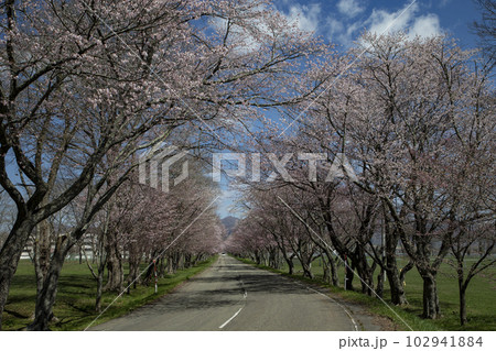 優駿桜ロード 優駿桜ロード 102941884