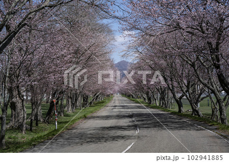 優駿桜ロード 優駿桜ロード 102941885