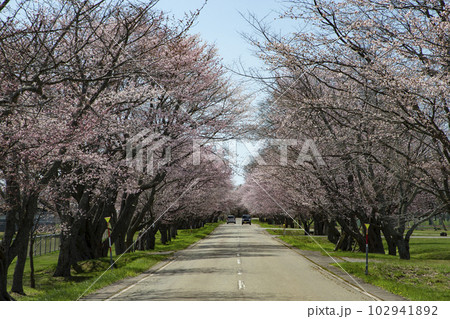 優駿桜ロード 優駿桜ロード 102941892