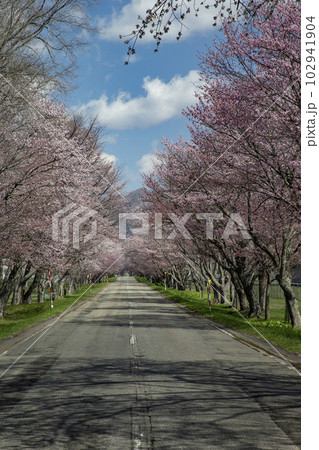 優駿桜ロード 優駿桜ロード 102941904