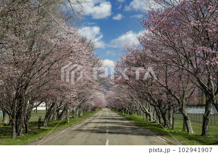 優駿桜ロード 優駿桜ロード 102941907
