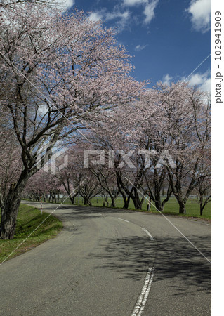 優駿桜ロード 優駿桜ロード 102941909