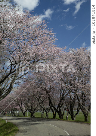 優駿桜ロード 優駿桜ロード 102941914
