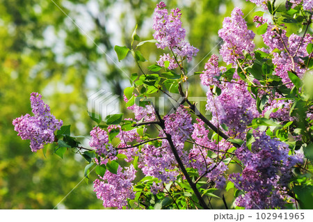 bush of violet lilac in the garden. beautiful floral background in springtime bush of violet lilac in the garden. beautiful floral background in springtime 102941965