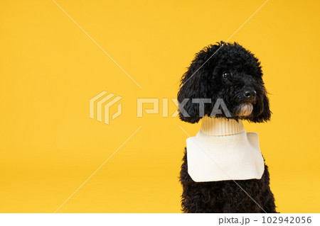 Black Toy Poodle dog on yellow background 102942056
