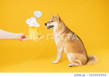 Shiba Inu dog on yellow background, Dog Birthday 102942058