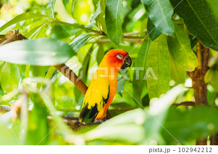 Colorful parrot sleeping in the nature forest. Colorful parrot sleeping in the nature forest. 102942212