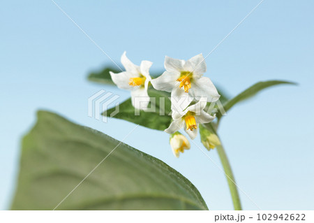 White and yellow wild flower of black nightshade White and yellow wild flower of black nightshade 102942622