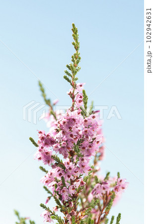 Blooming Heath 102942631