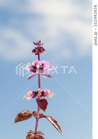 Ground ivy blossom 102942636
