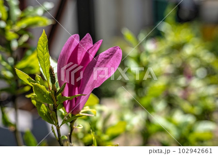 Pink magnolia flower and green leaves 102942661