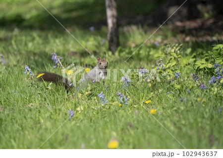 エゾリスの森 エゾリスの森 102943637