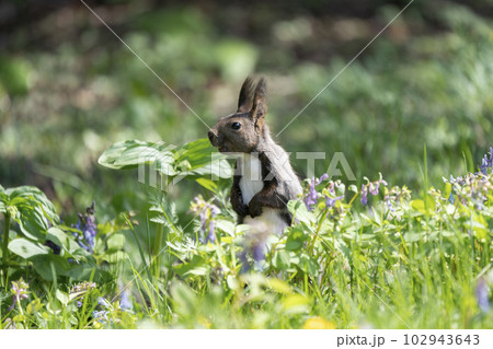 エゾリスの森 エゾリスの森 102943643