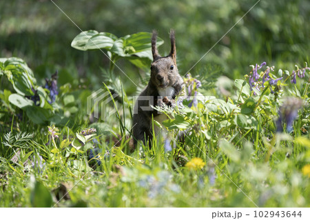 エゾリスの森 102943644