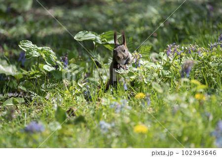 エゾリスの森 エゾリスの森 102943646