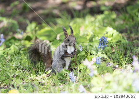 エゾリスの森 エゾリスの森 102943665