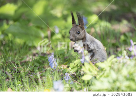 エゾリスの森 102943682