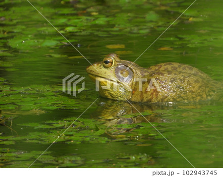 ウシガエル 102943745
