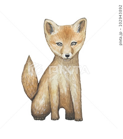 Hand drawn fox cub. watercolor on white background Hand drawn fox cub. watercolor on white background 102943892