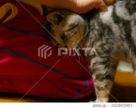 甘えるアメショ 102943901