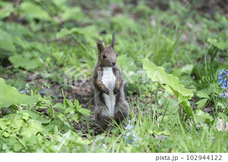 エゾリスの森 102944122