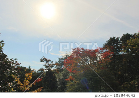 紅葉した木々と日光 輪王寺逍遥園 102944642