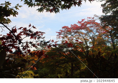 木陰から臨む紅葉したモミジと青空 102944645