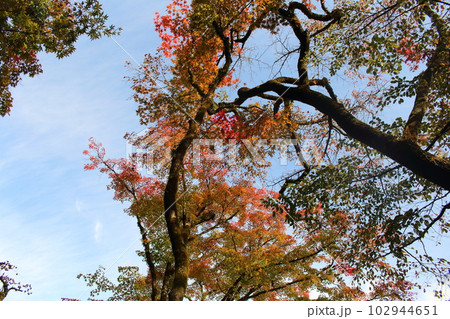 下から見上げる青空と紅葉のコントラスト 下から見上げる青空と紅葉のコントラスト 102944651