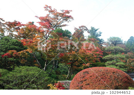 輪王寺逍遥園の紅葉 栃木県日光市 102944652