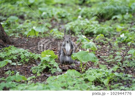 エゾリスの住む森 102944776