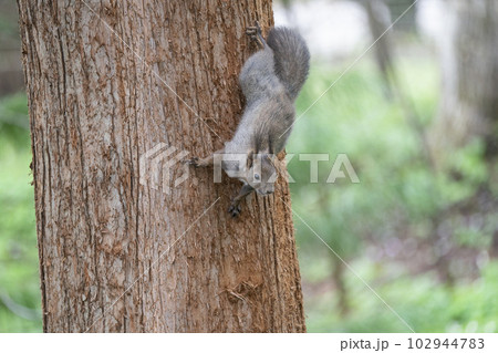 エゾリスの住む森 102944783